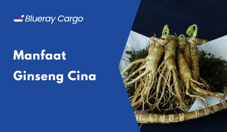 manfaat ginseng cina