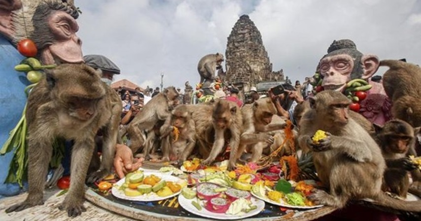 Festival monyet di Thailand